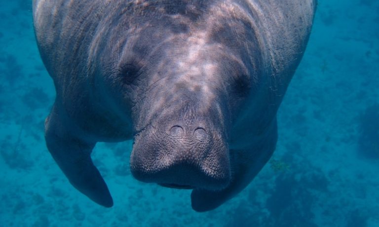 Read more about the article Manatees and Media Literacy